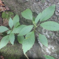 Dorstenia indica Wight